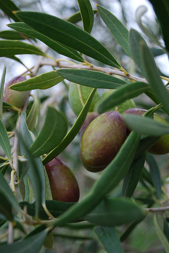 Olives sur l'arbre