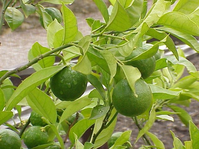 Oranger portant des fruits