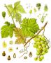 ep:hv:vitis_vinifera_-_koehler_s_medizinal-pflanzen-145.jpg